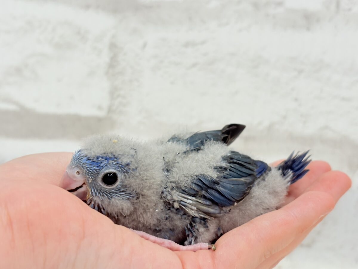サザナミインコ