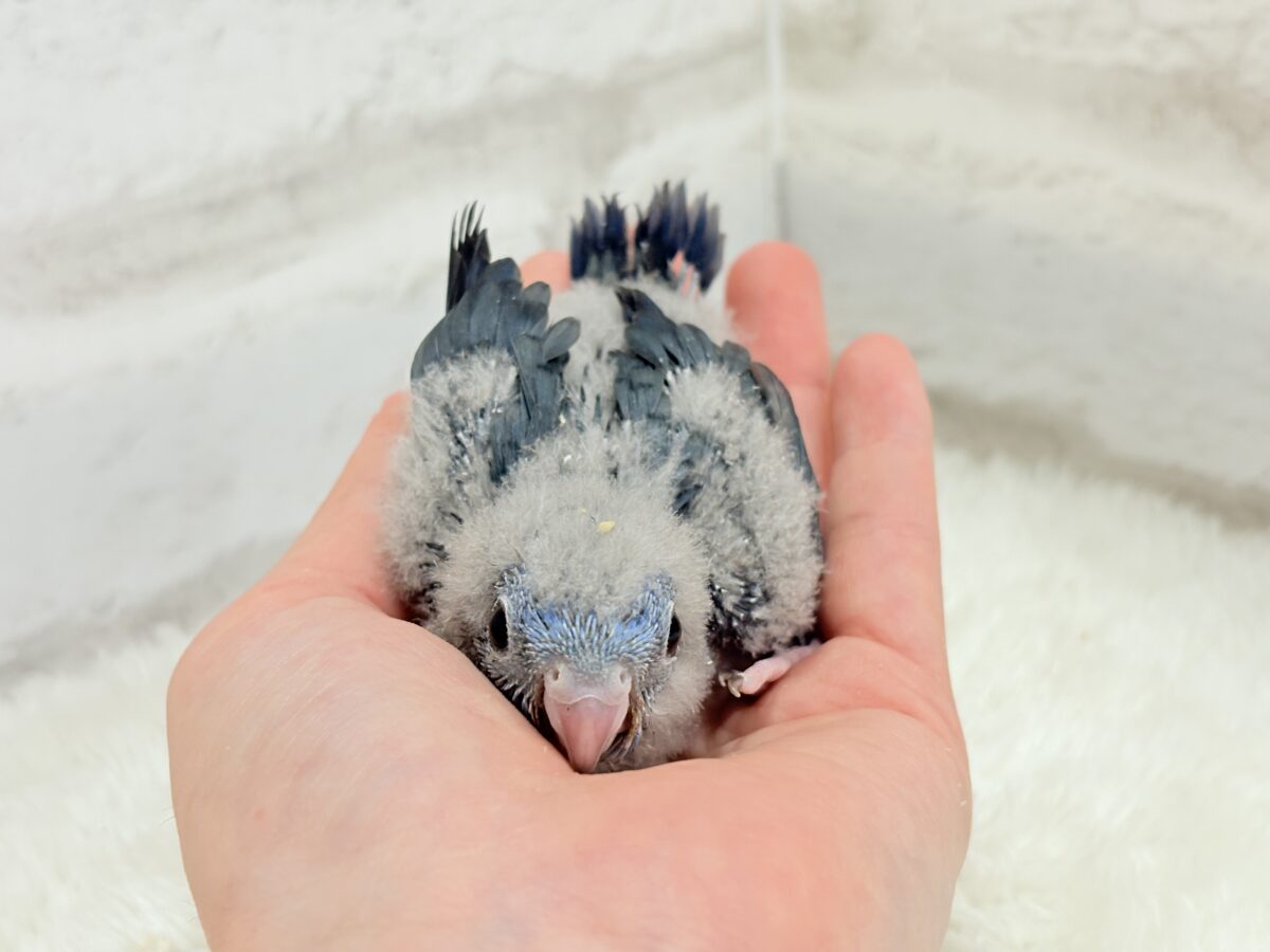 サザナミインコ