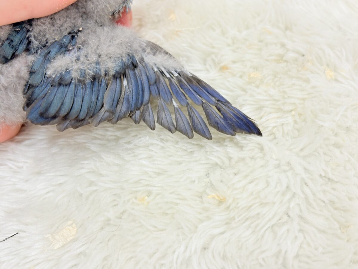 【最新画像更新🪄もうすぐひとり餌☆】ほわわわ☁️わた毛博士ちゃん🐣💙サザナミインコ(コバルト) ヒナ サザナミインコ