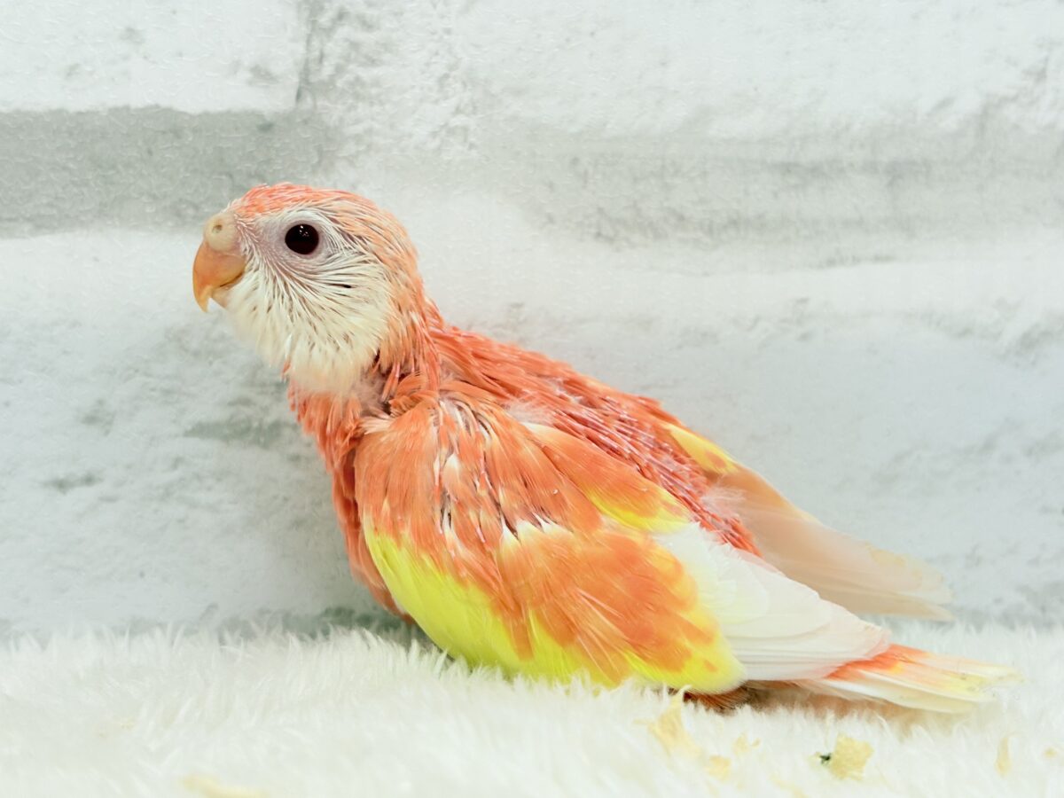 アキクサインコ（秋草インコ）
