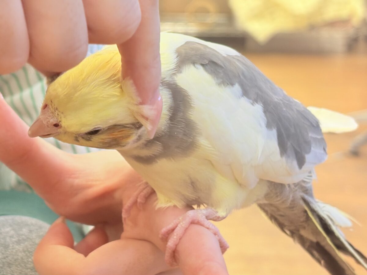 オカメインコ