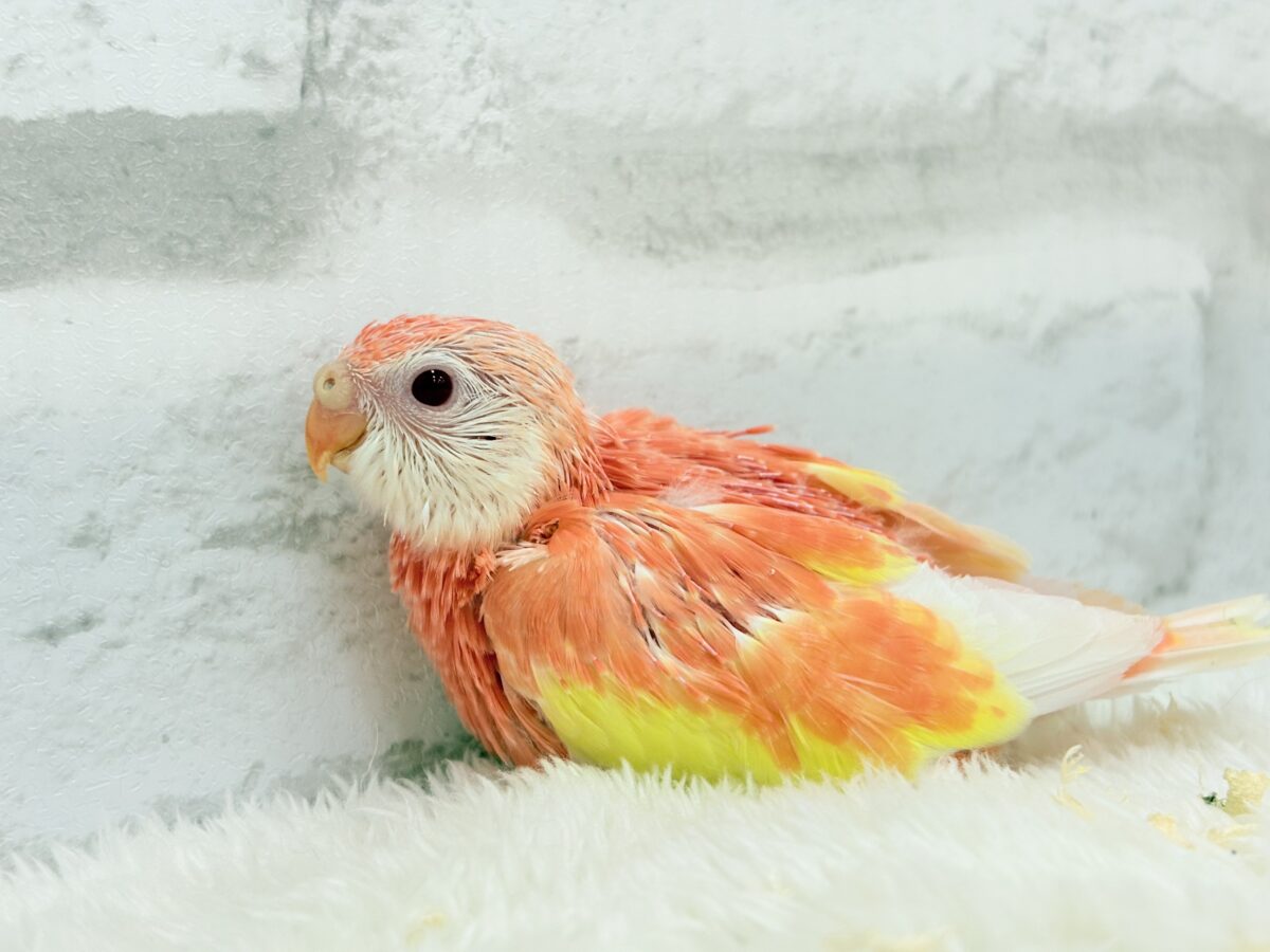 アキクサインコ（秋草インコ）