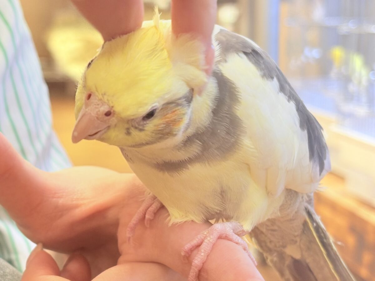 オカメインコ