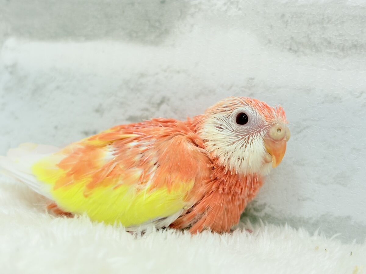 アキクサインコ（秋草インコ）