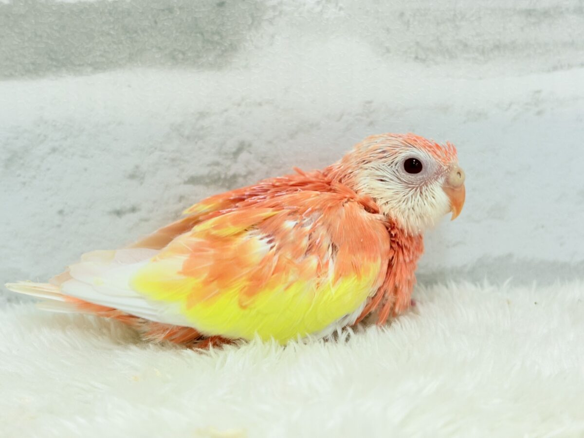 アキクサインコ（秋草インコ）