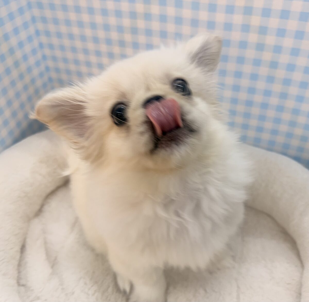 最新📷アザラシの子供?ペキくん来たよ! ペキニーズ