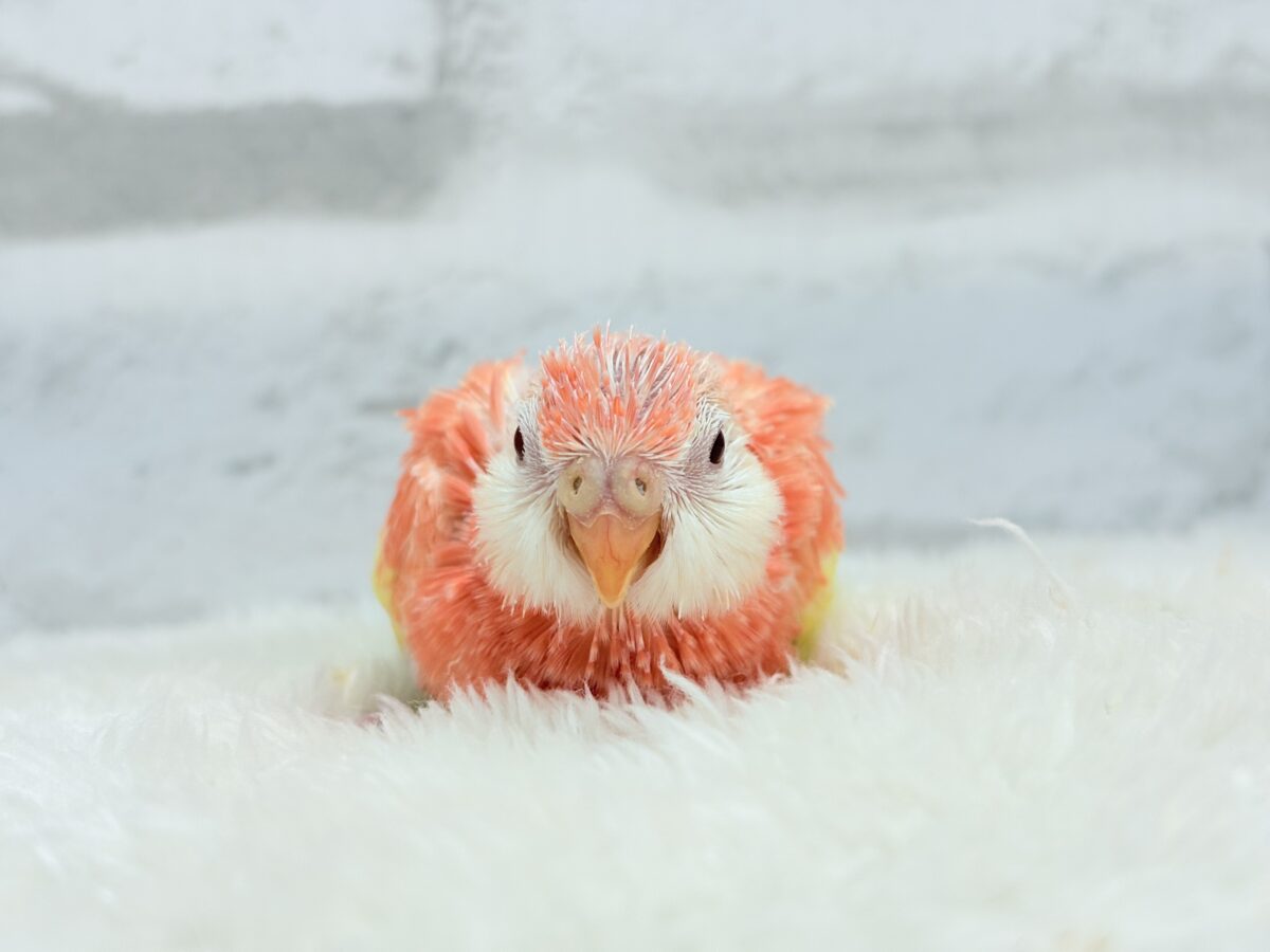 アキクサインコ（秋草インコ）