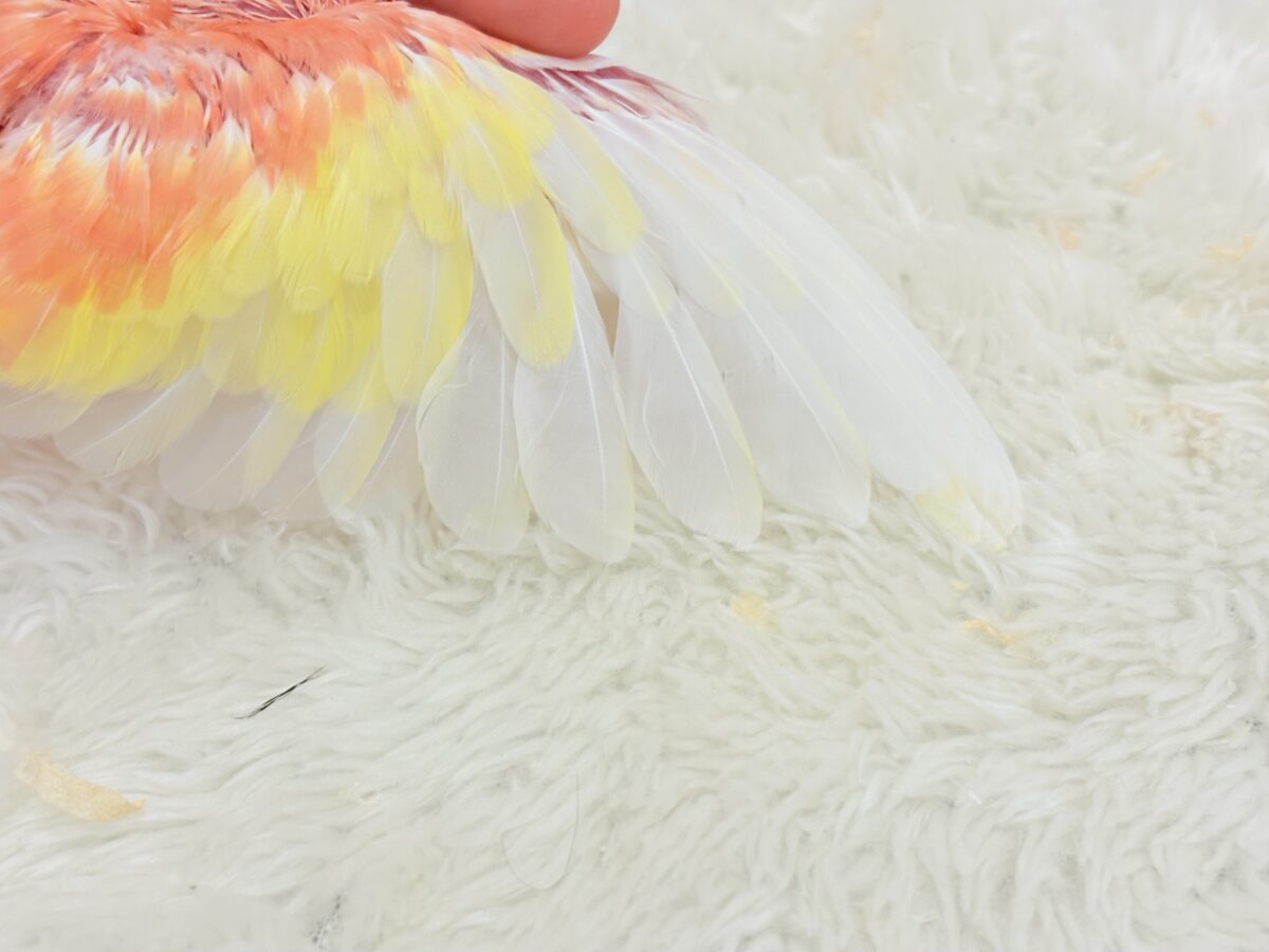 アキクサインコ（秋草インコ）
