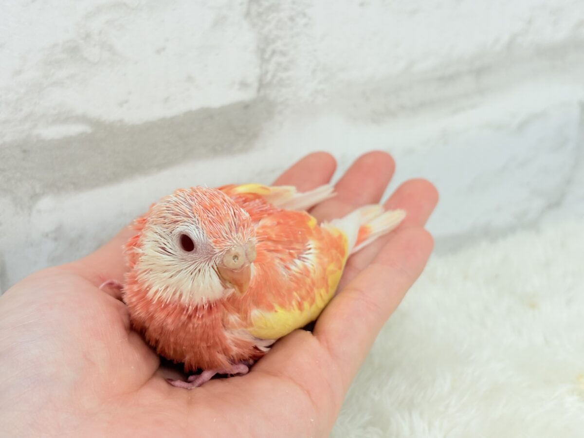 アキクサインコ（秋草インコ）