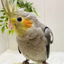 最新画像有ります🌟オカメsmile♥️はい、どーぞ！！オカメインコ(ノーマル)
