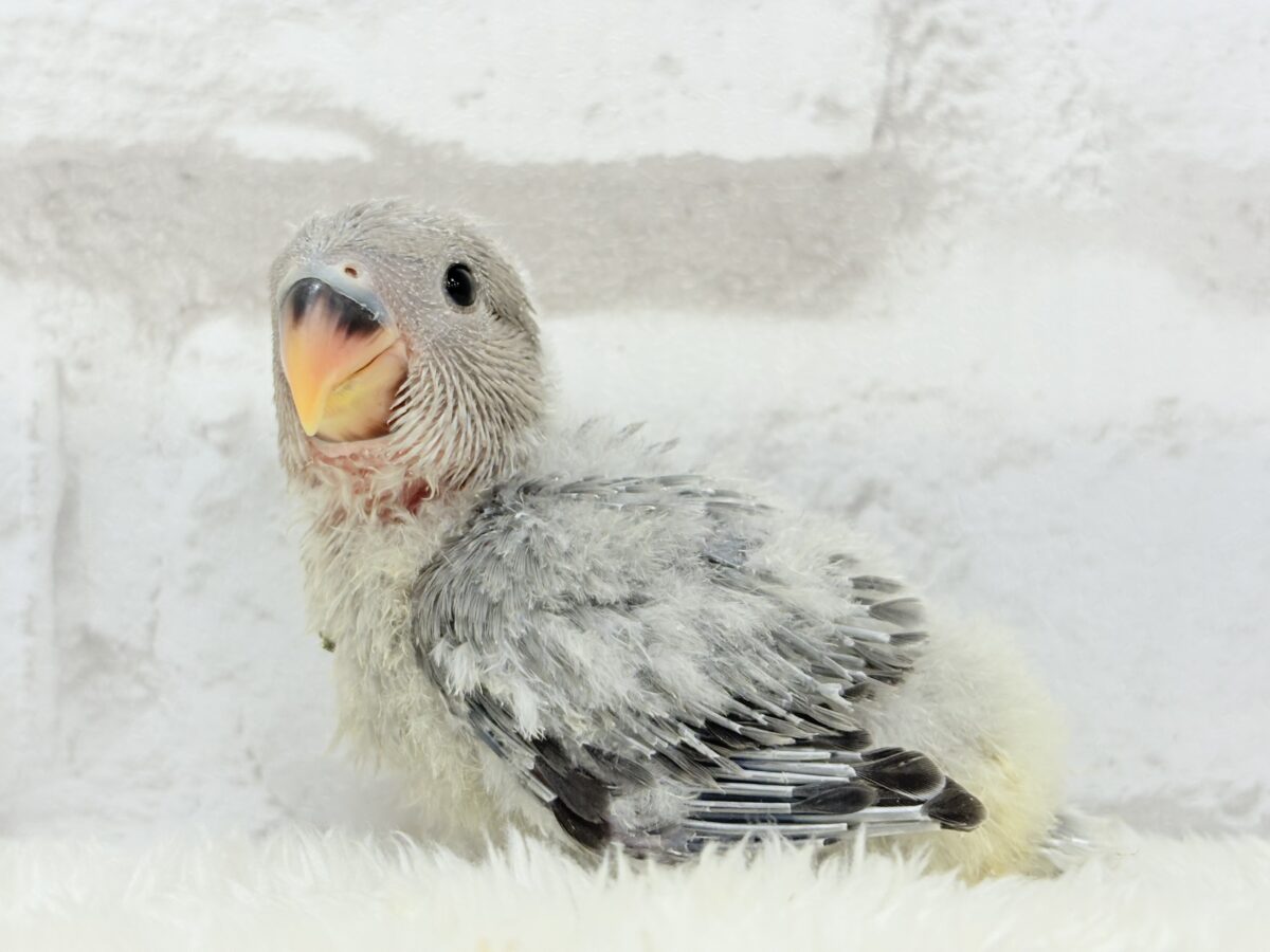 コザクラインコ（小桜インコ）
