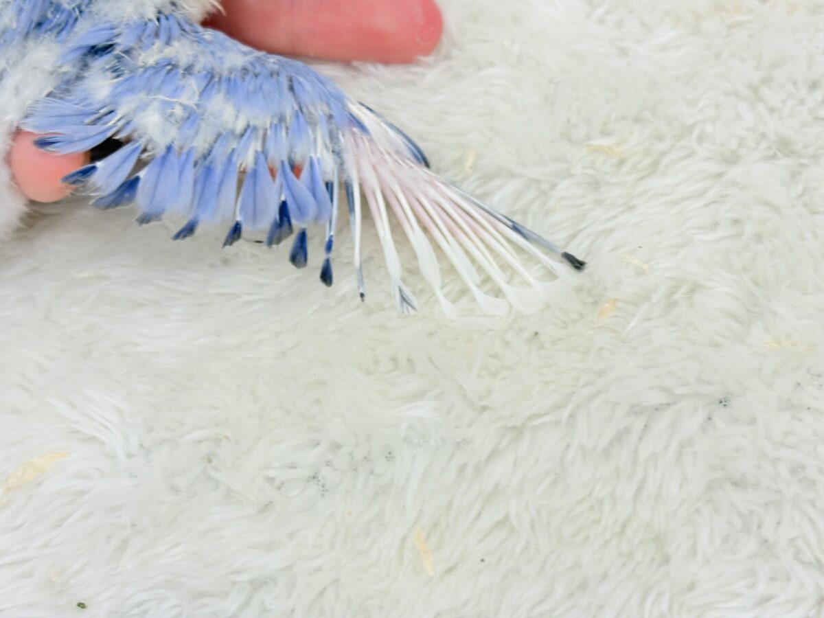 コザクラインコ（小桜インコ）