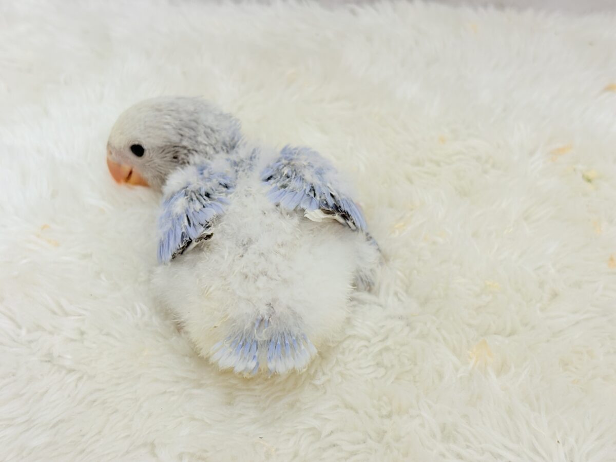 コザクラインコ（小桜インコ）