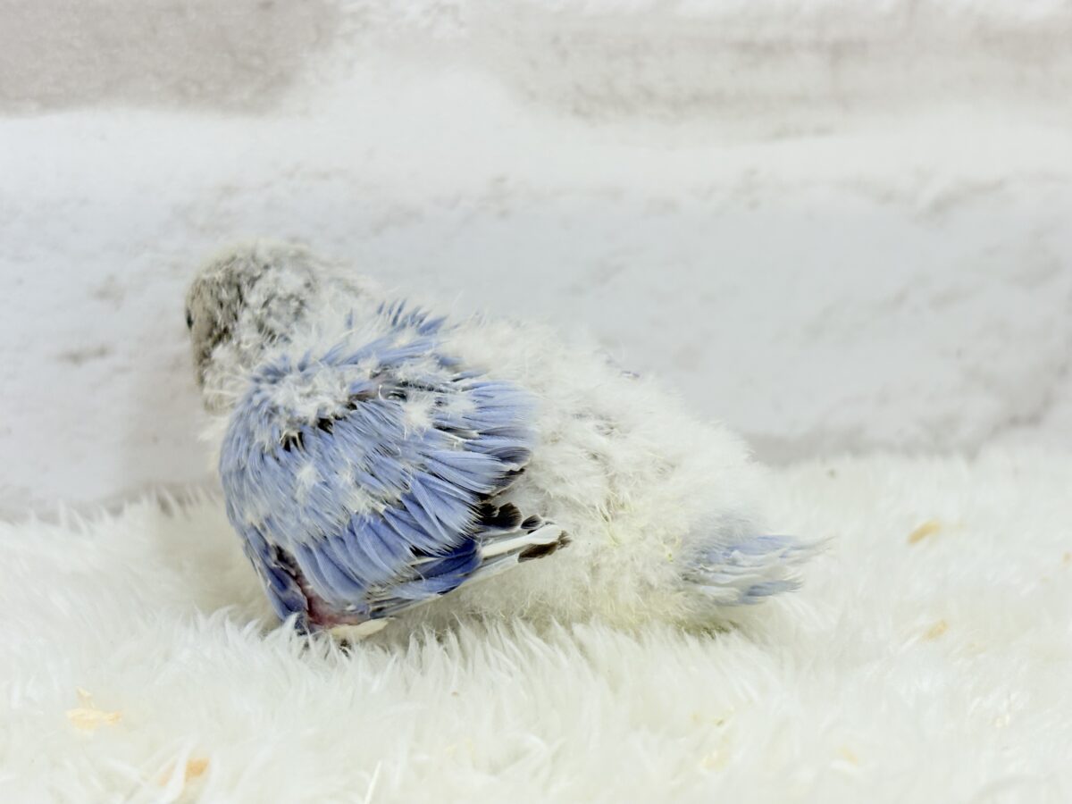 コザクラインコ（小桜インコ）