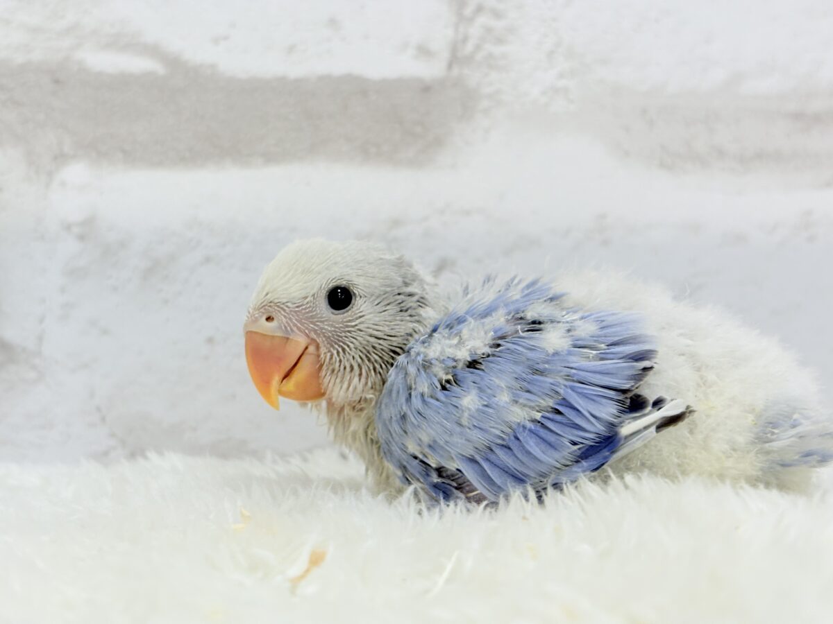 コザクラインコ（小桜インコ）