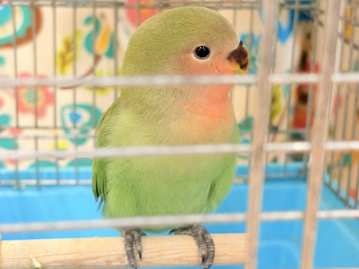 【最新画像🪄︎︎✨カゴデビュー】マイナスイオン放出中〜🐣🫧コザクラインコ(ノーマル) コザクラインコ(小桜インコ)