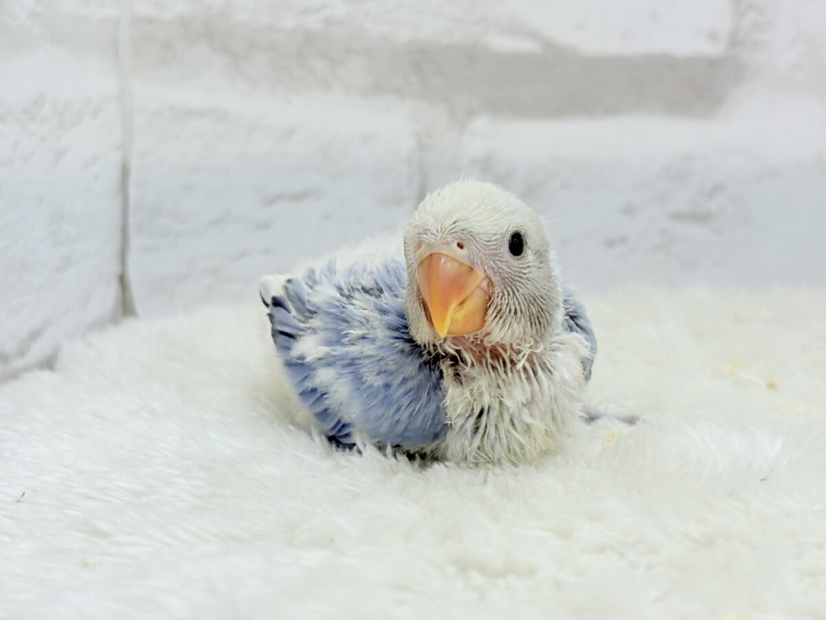 コザクラインコ（小桜インコ）
