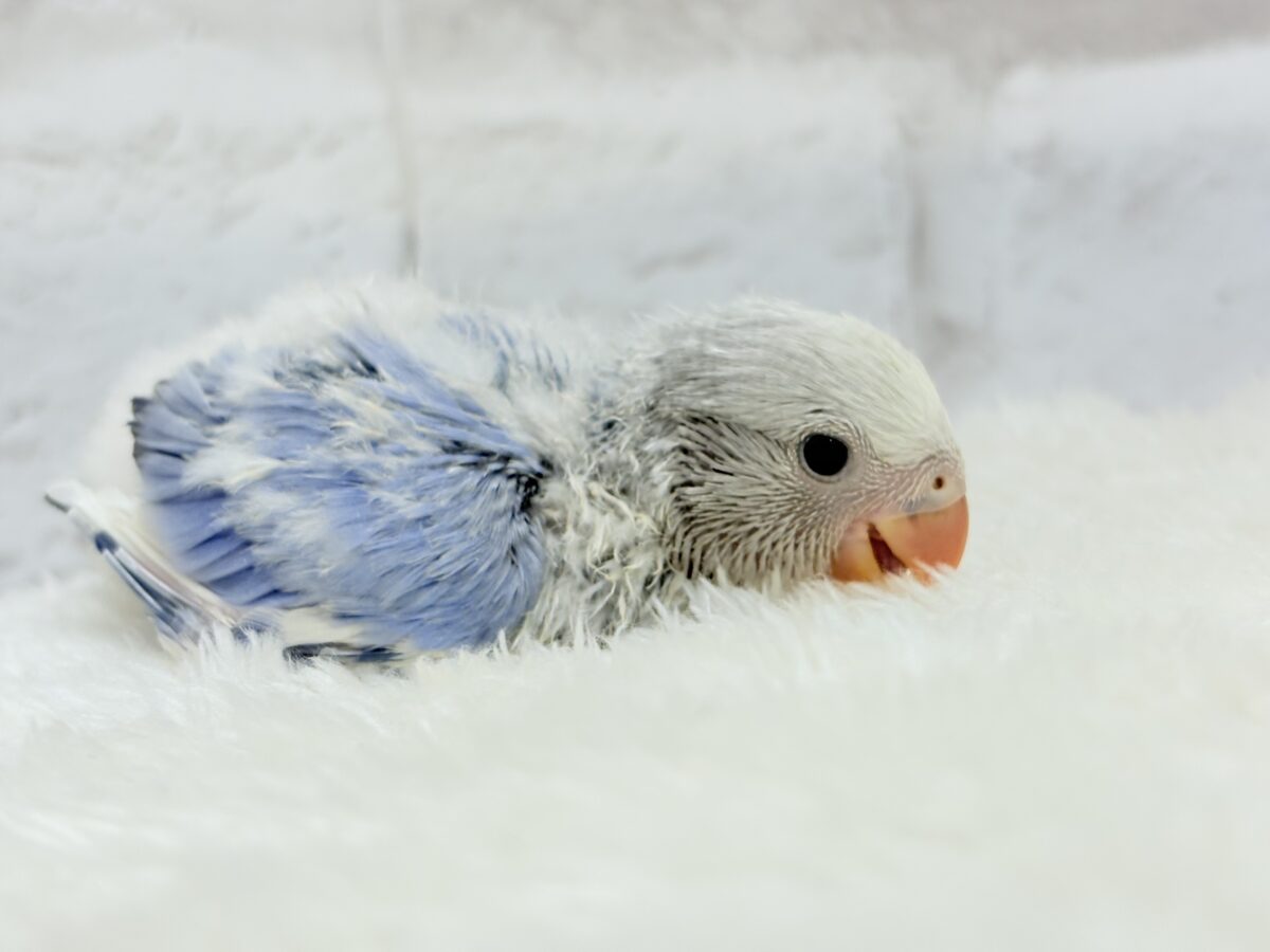 コザクラインコ（小桜インコ）