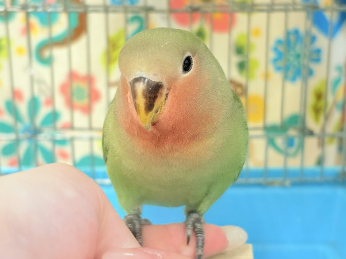 【最新画像🪄︎︎✨カゴデビュー】マイナスイオン放出中〜🐣🫧コザクラインコ(ノーマル) コザクラインコ(小桜インコ)