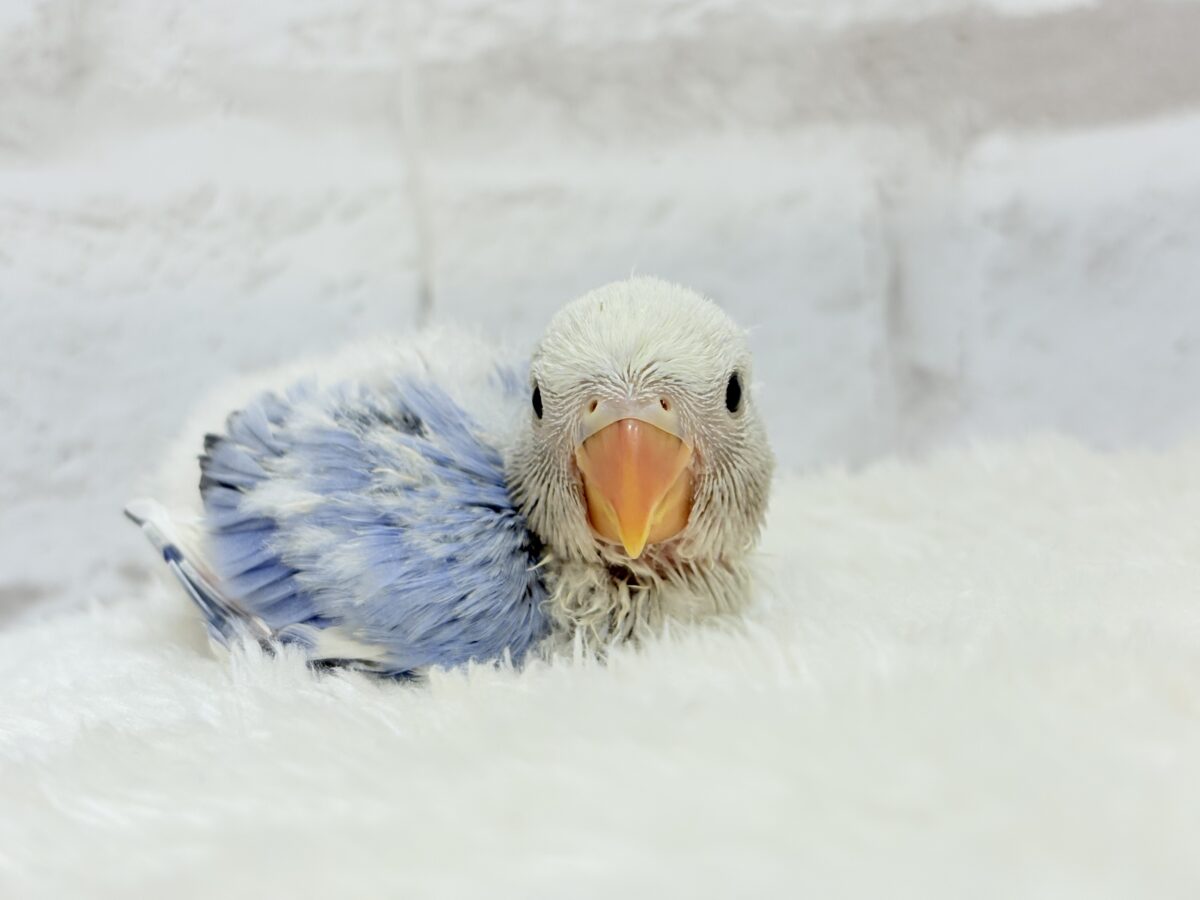 コザクラインコ（小桜インコ）