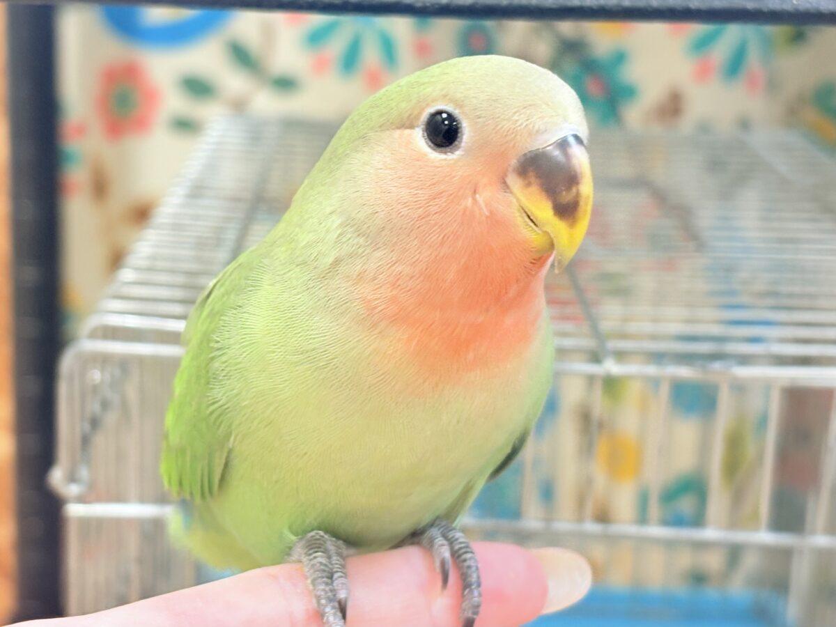 【最新画像🪄︎︎✨カゴデビュー】マイナスイオン放出中〜🐣🫧コザクラインコ(ノーマル) コザクラインコ(小桜インコ)