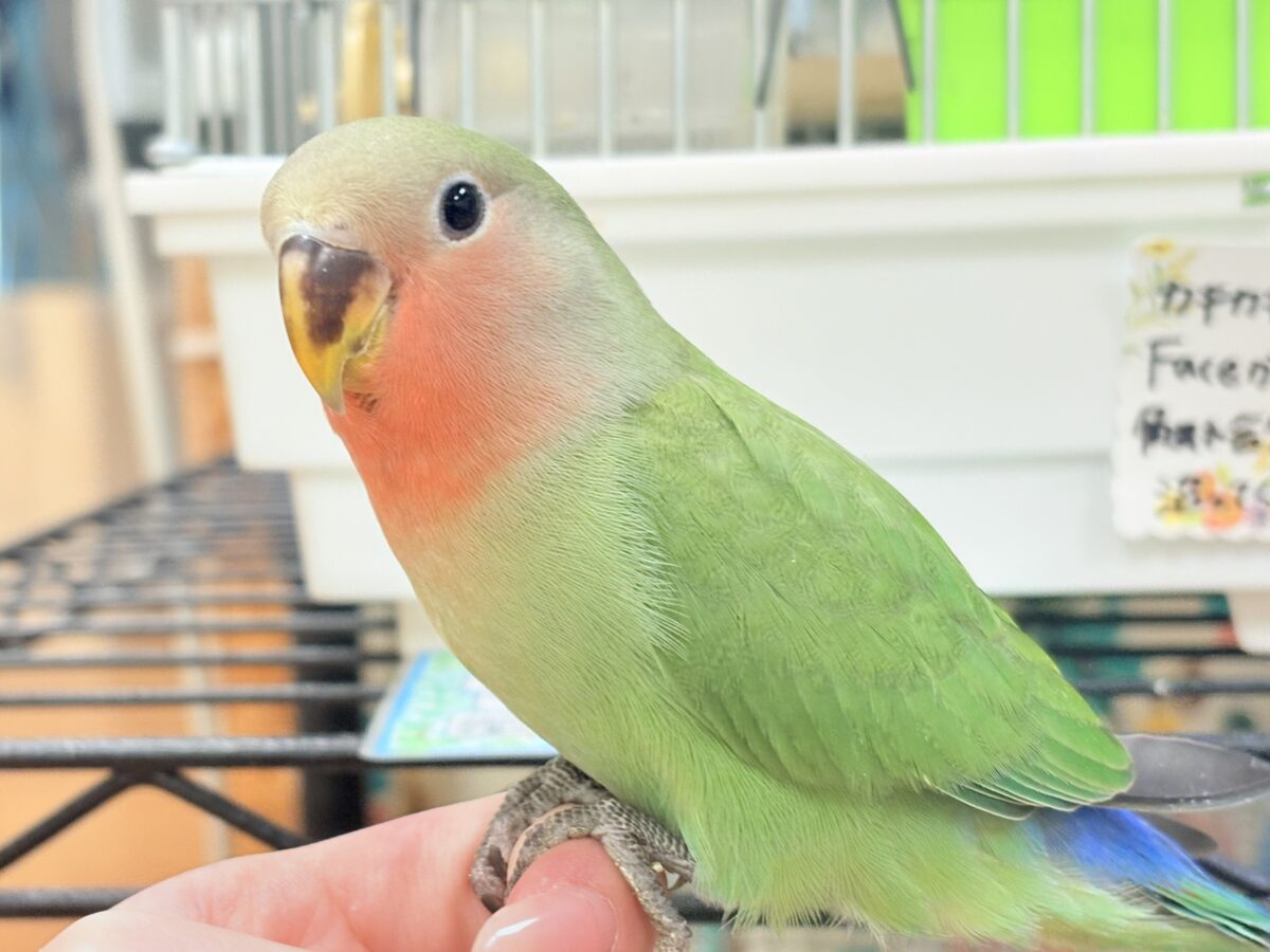 【最新画像🪄︎︎✨カゴデビュー】マイナスイオン放出中〜🐣🫧コザクラインコ(ノーマル) コザクラインコ(小桜インコ)