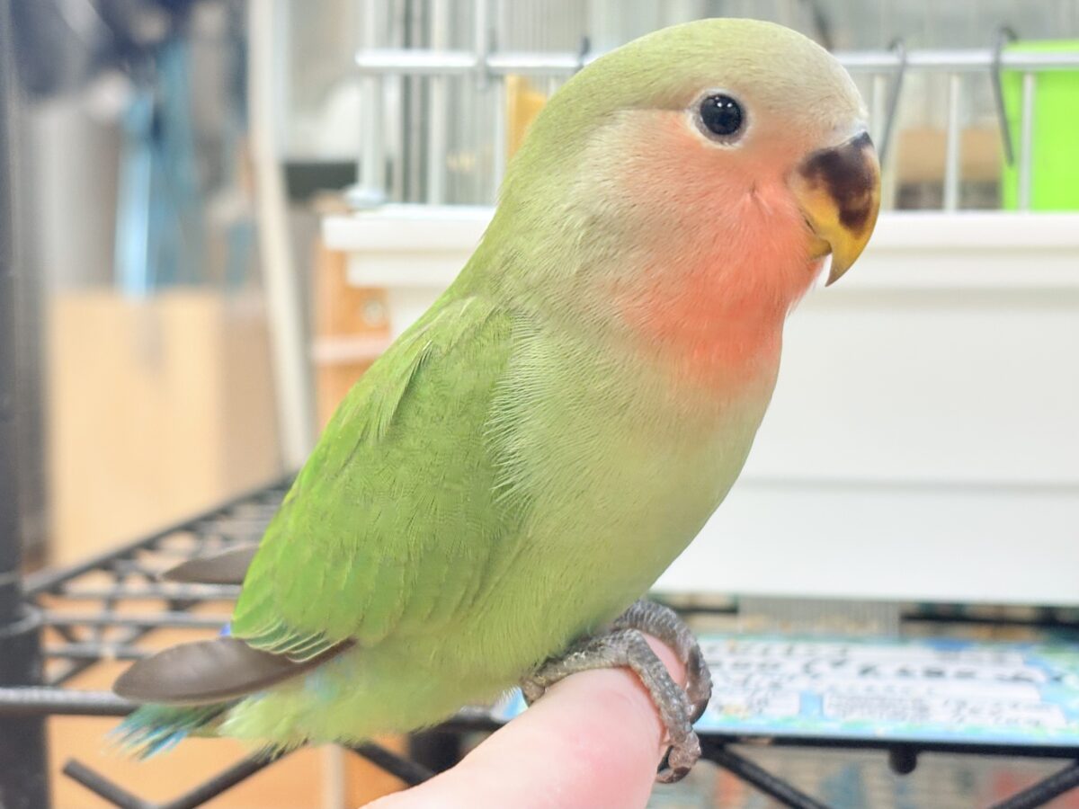 【最新画像🪄︎︎✨カゴデビュー】マイナスイオン放出中〜🐣🫧コザクラインコ(ノーマル) コザクラインコ(小桜インコ)