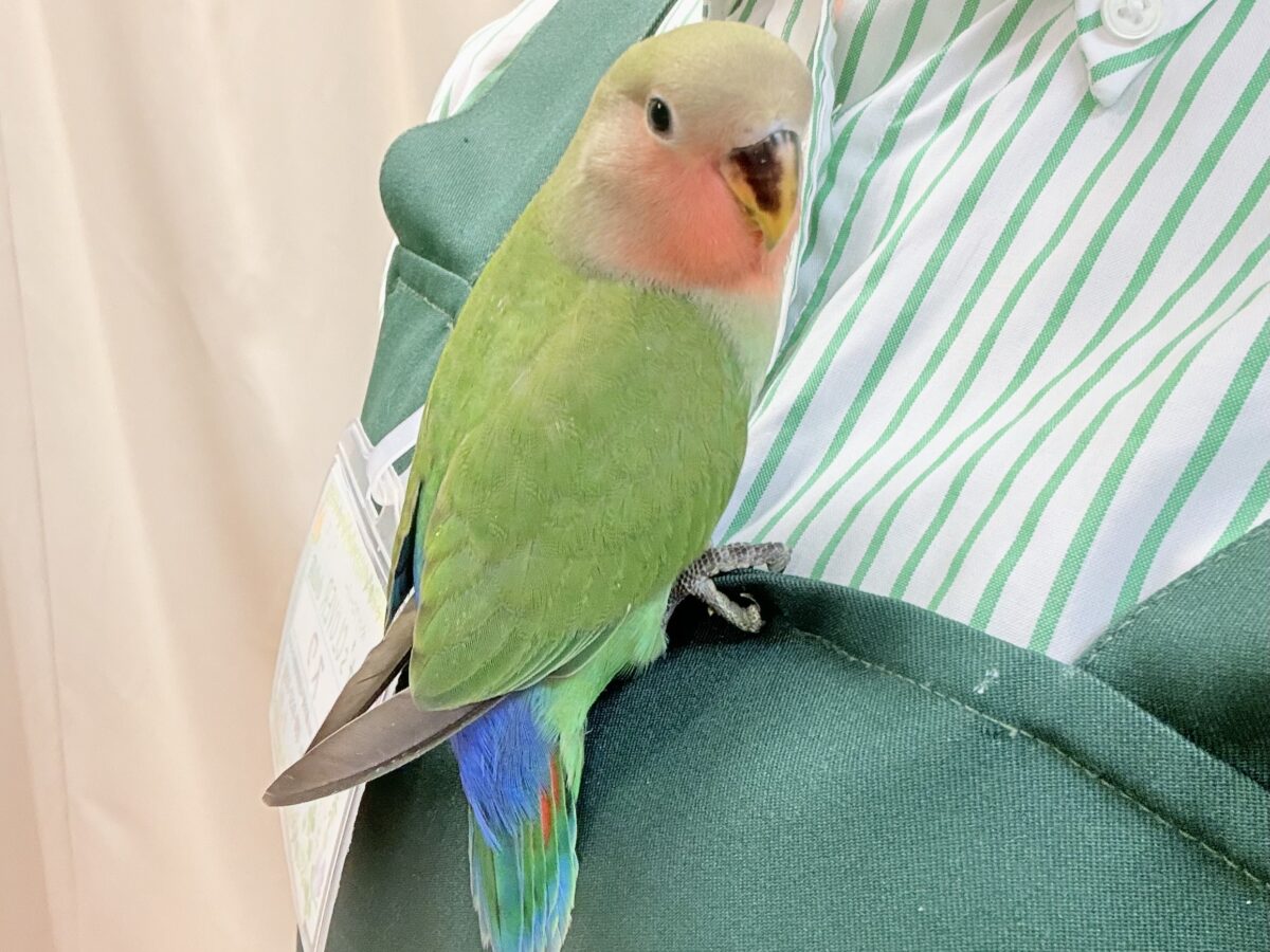 【最新画像🪄︎︎✨カゴデビュー】マイナスイオン放出中〜🐣🫧コザクラインコ(ノーマル) コザクラインコ(小桜インコ)