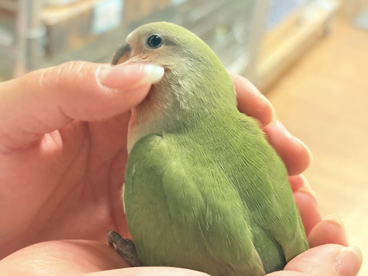 【最新画像🪄︎︎✨カゴデビュー】マイナスイオン放出中〜🐣🫧コザクラインコ(ノーマル) コザクラインコ(小桜インコ)