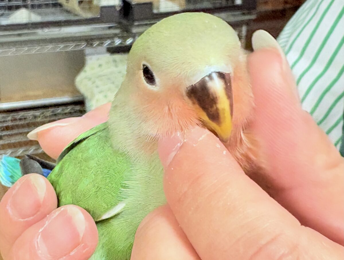 【最新画像🪄︎︎✨カゴデビュー】マイナスイオン放出中〜🐣🫧コザクラインコ(ノーマル) コザクラインコ(小桜インコ)