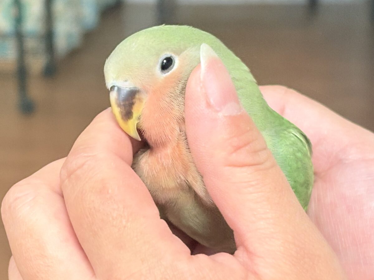 【最新画像🪄︎︎✨カゴデビュー】マイナスイオン放出中〜🐣🫧コザクラインコ(ノーマル) コザクラインコ(小桜インコ)
