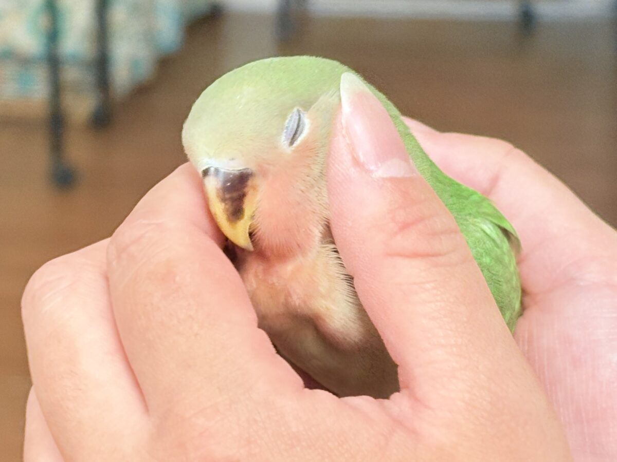 【最新画像🪄︎︎✨カゴデビュー】マイナスイオン放出中〜🐣🫧コザクラインコ(ノーマル) コザクラインコ(小桜インコ)