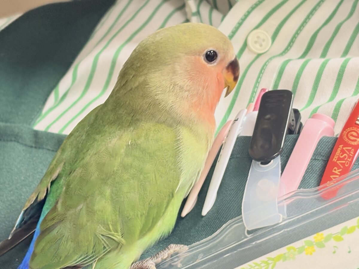【最新画像🪄︎︎✨カゴデビュー】マイナスイオン放出中〜🐣🫧コザクラインコ(ノーマル) コザクラインコ(小桜インコ)