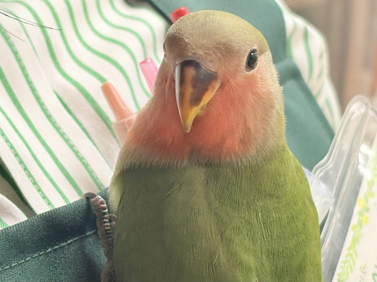 【最新画像🪄︎︎✨カゴデビュー】マイナスイオン放出中〜🐣🫧コザクラインコ(ノーマル) コザクラインコ(小桜インコ)
