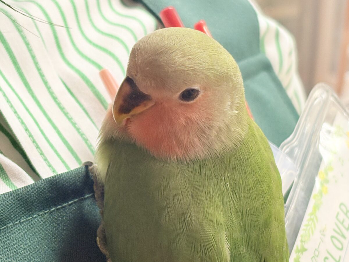 【最新画像🪄︎︎✨カゴデビュー】マイナスイオン放出中〜🐣🫧コザクラインコ(ノーマル) コザクラインコ(小桜インコ)