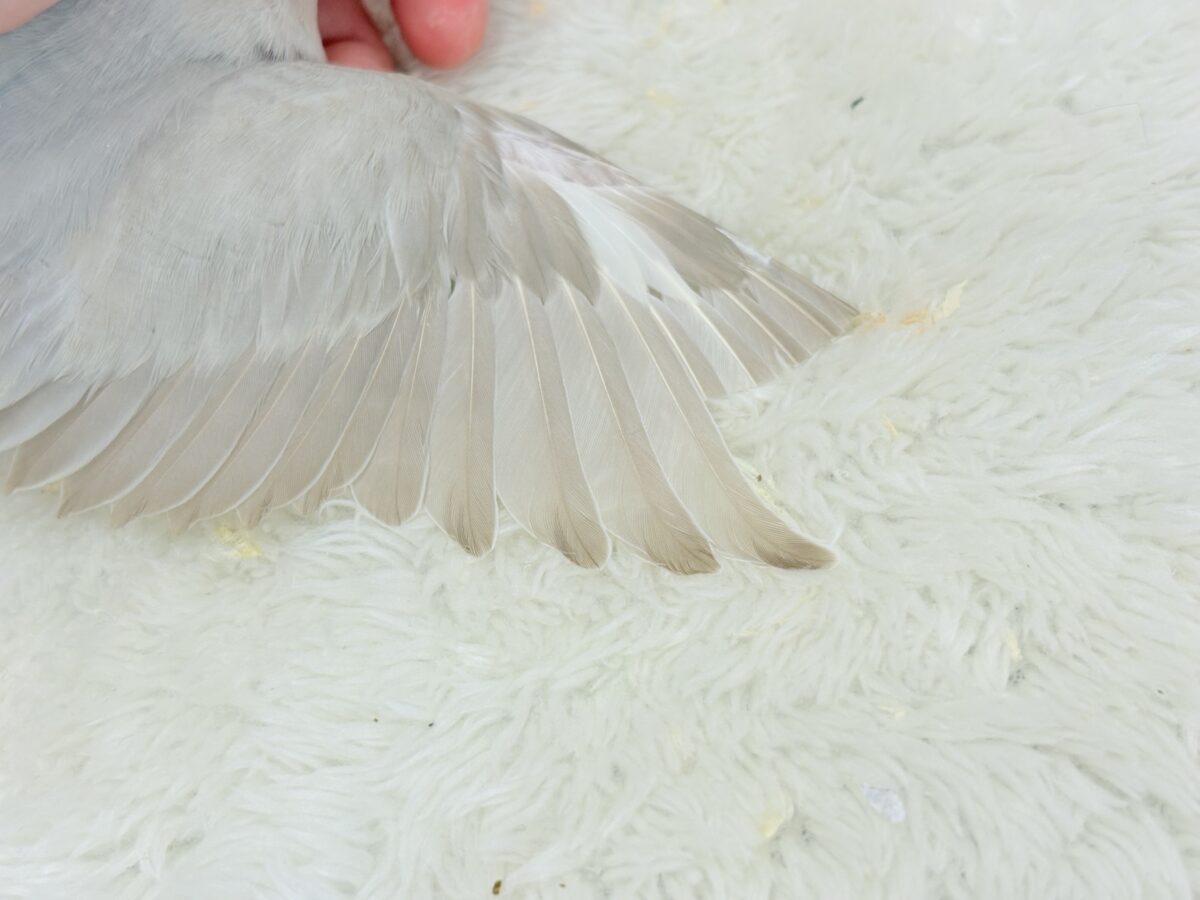 コザクラインコ（小桜インコ）