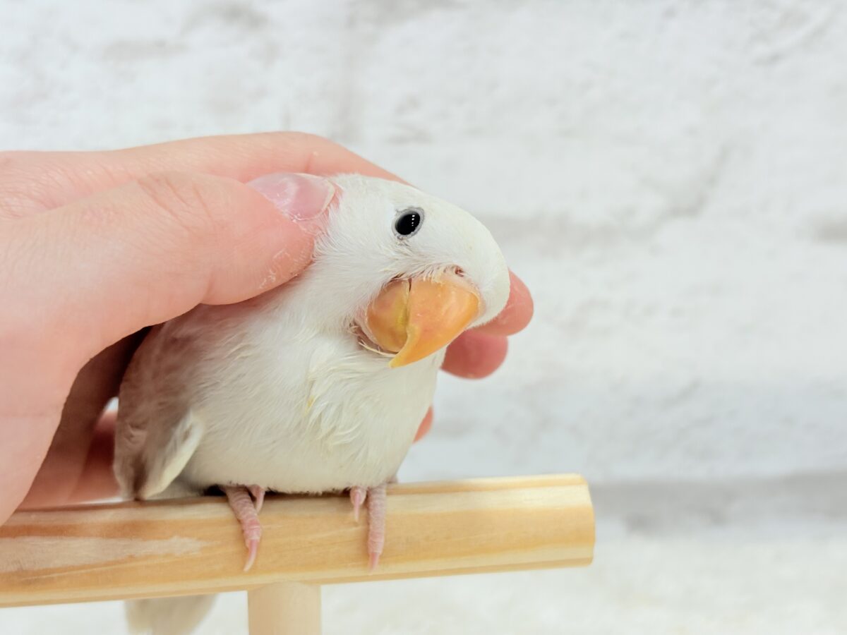 コザクラインコ（小桜インコ）