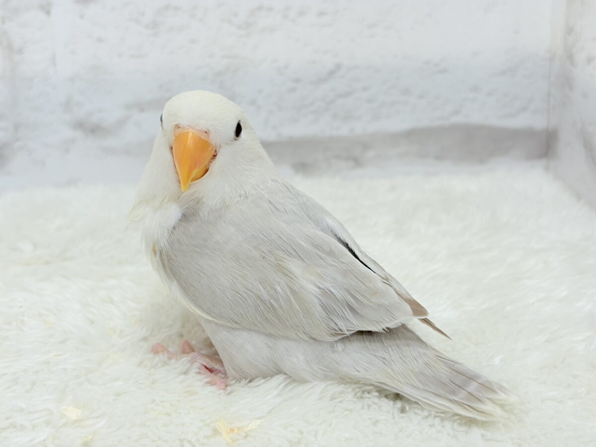 コザクラインコ（小桜インコ）