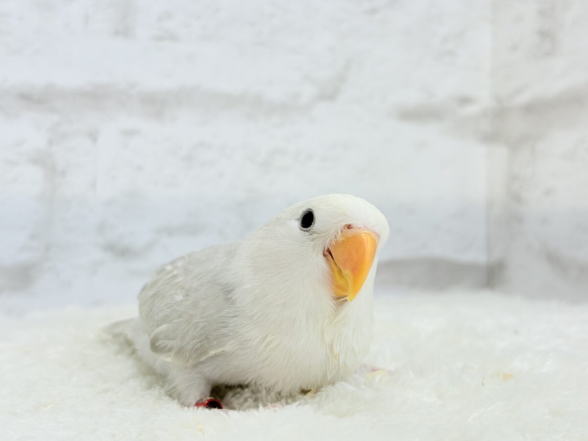 コザクラインコ（小桜インコ）