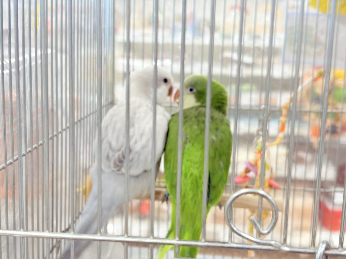オキナインコ