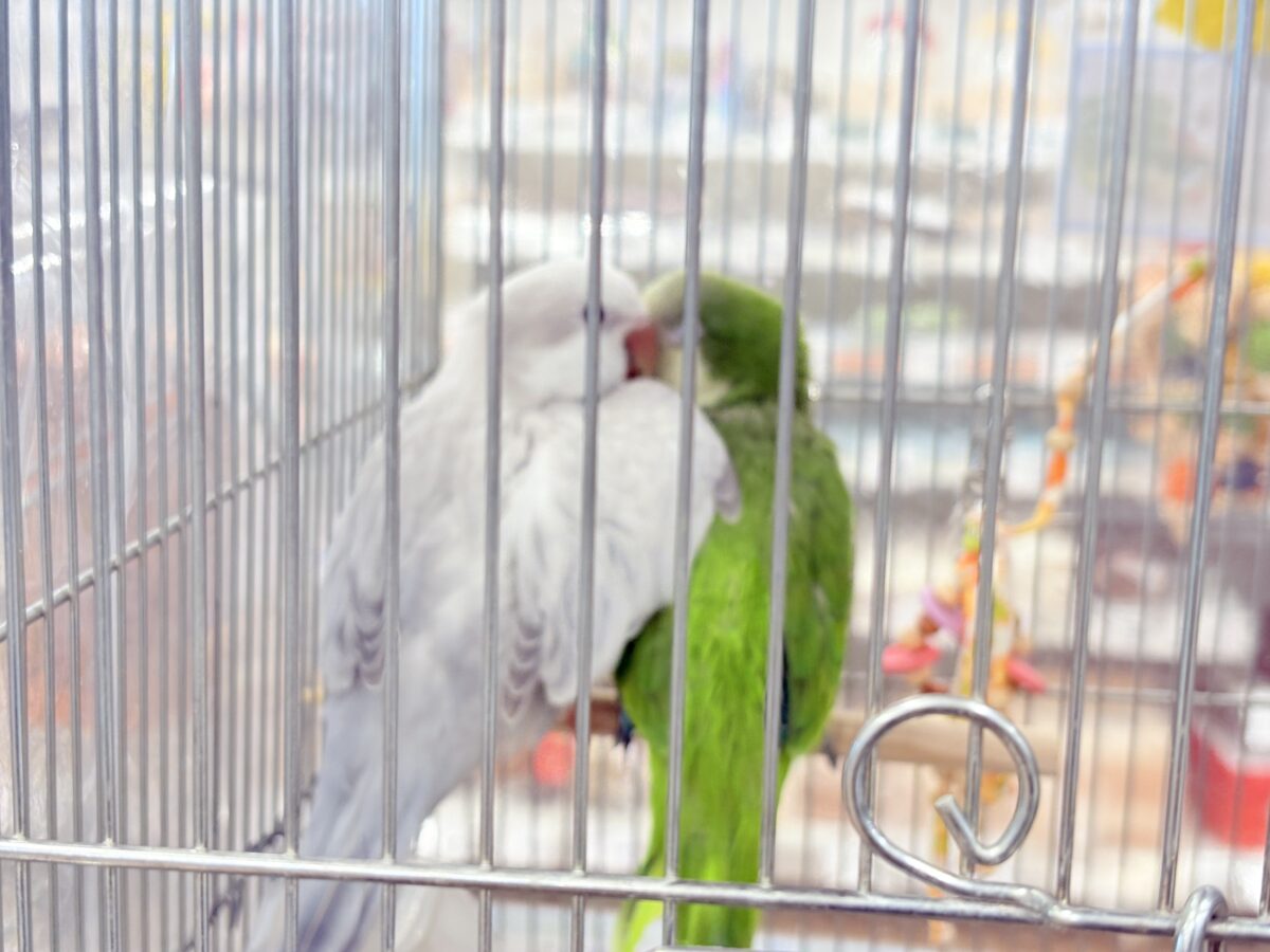 オキナインコ
