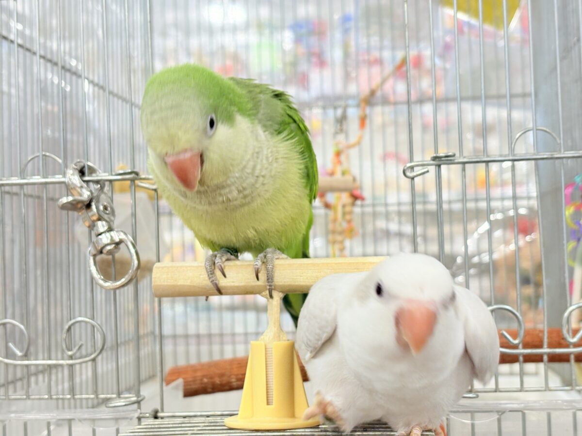 オキナインコ