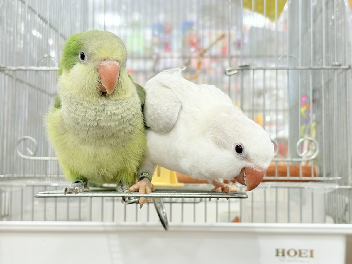オキナインコ