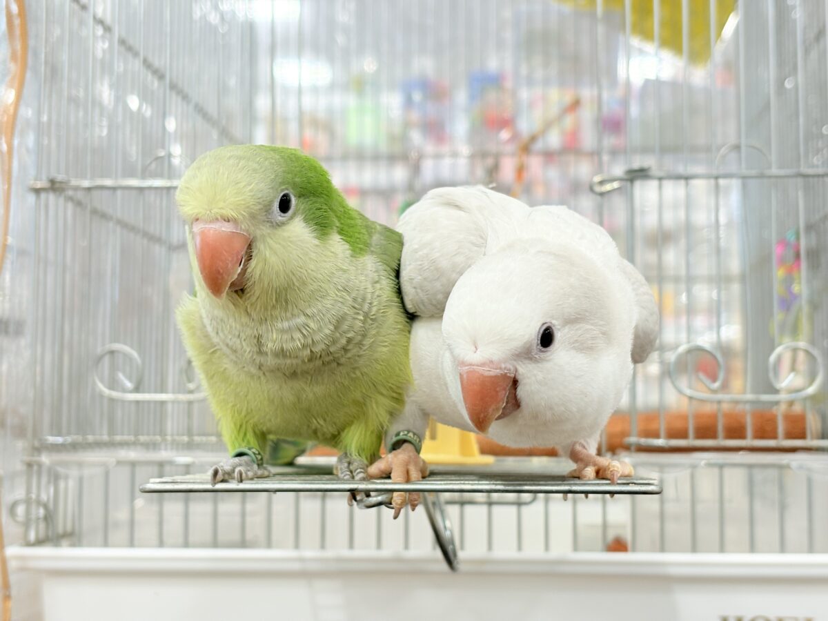 オキナインコ