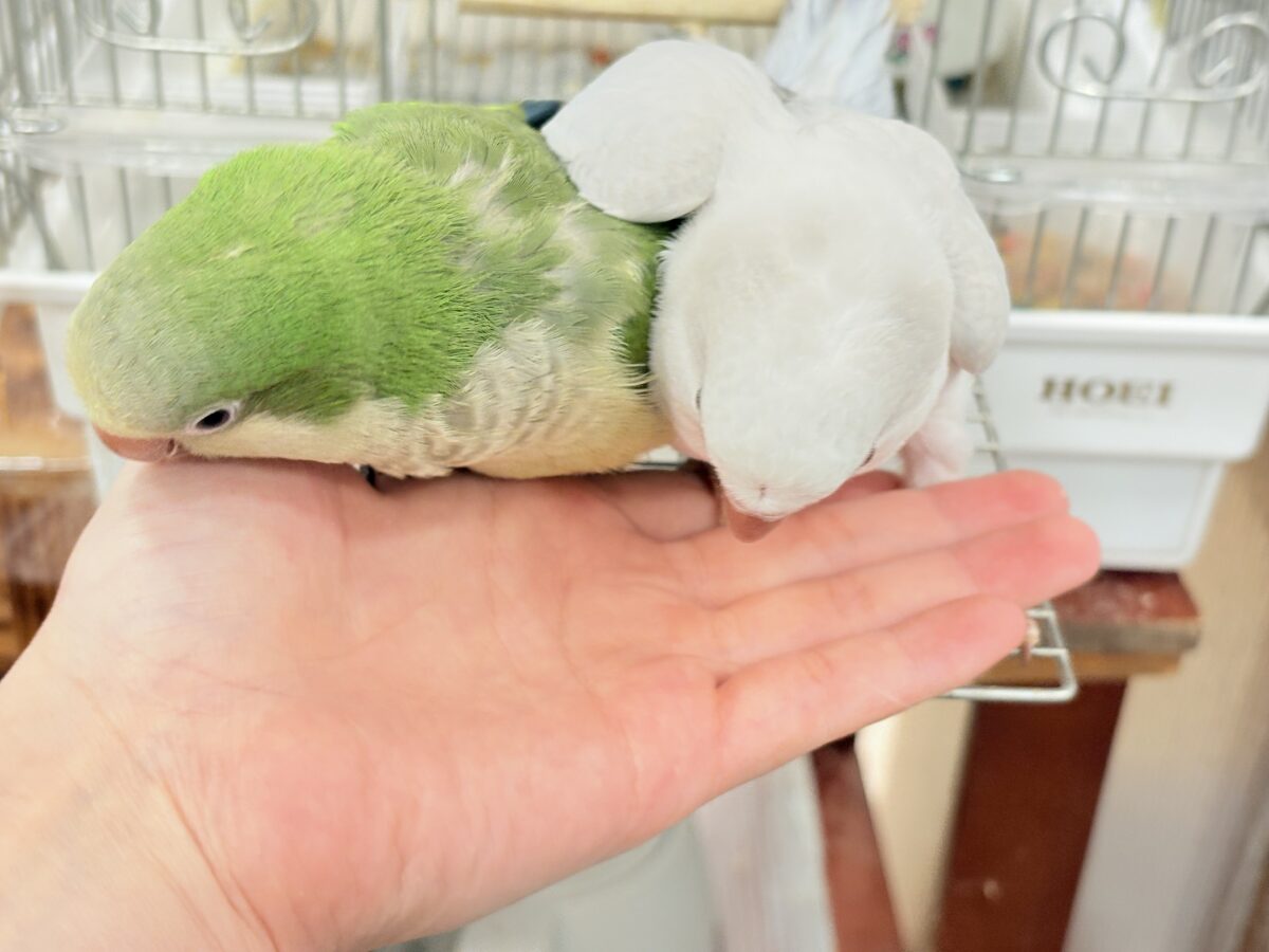 オキナインコ