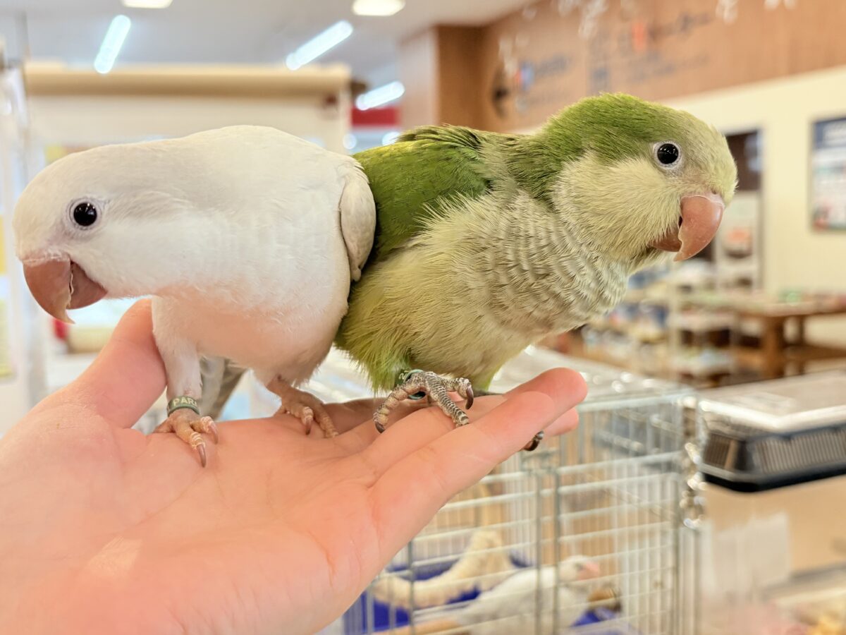 オキナインコ