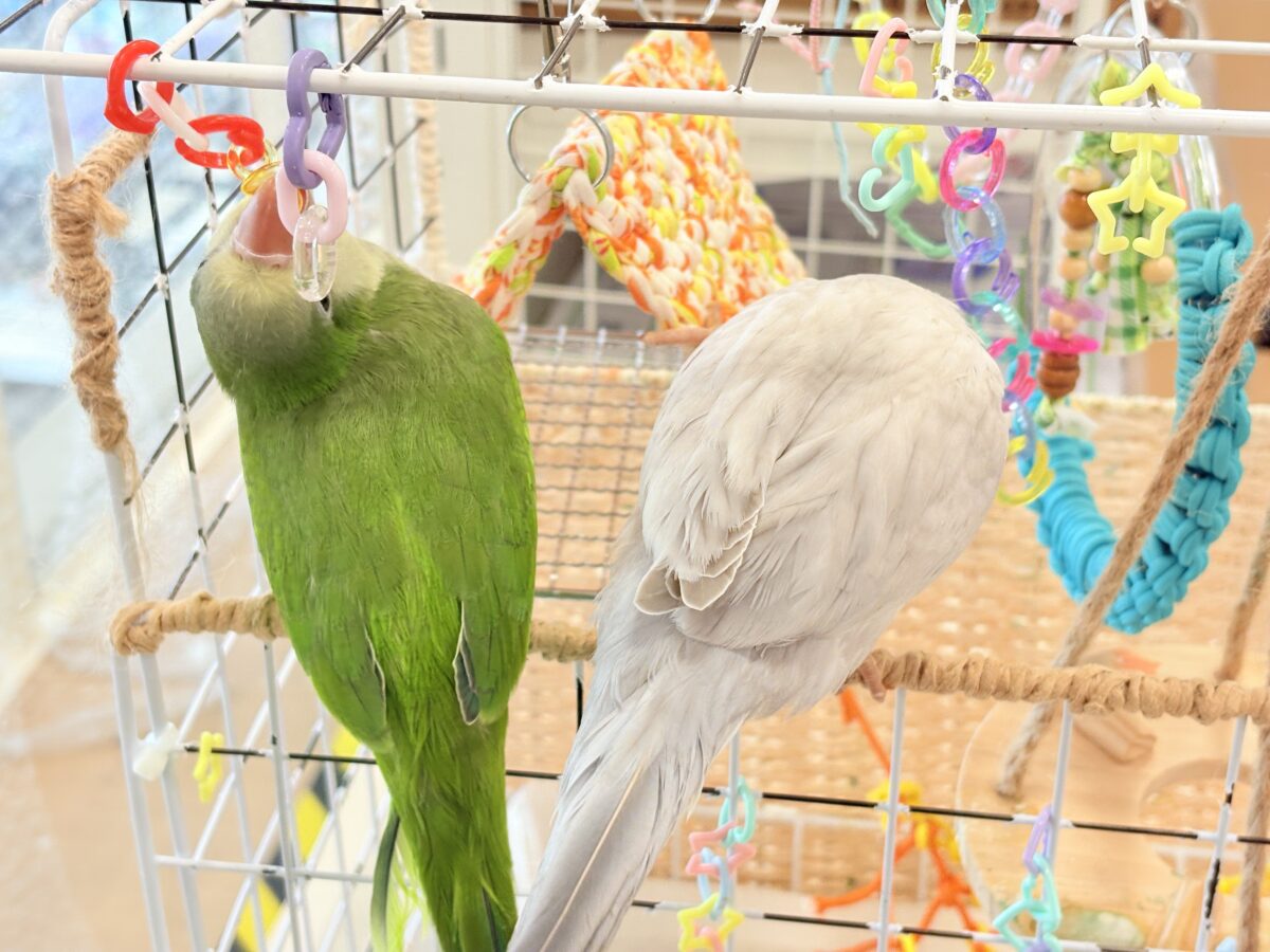 オキナインコ