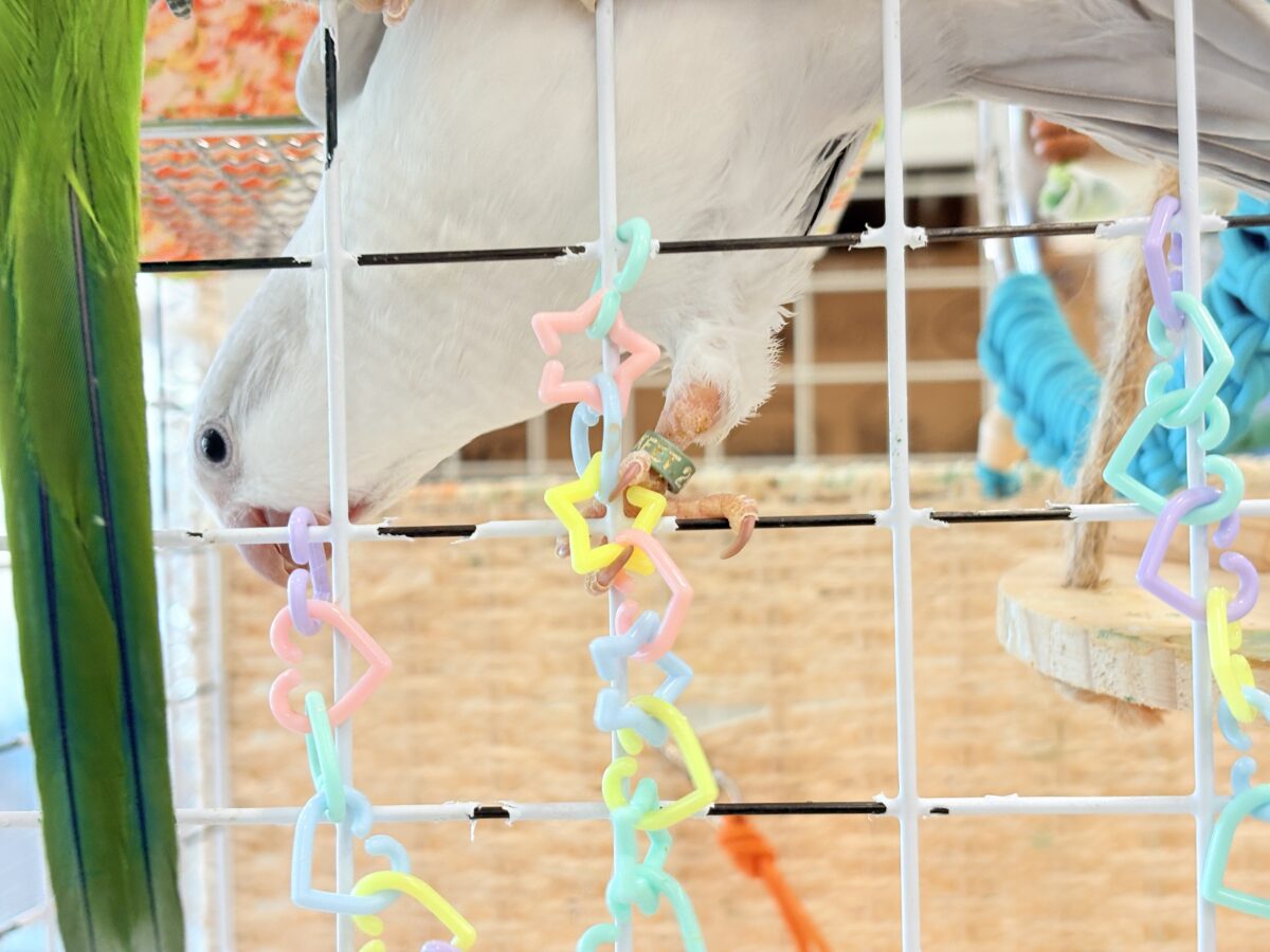 オキナインコ