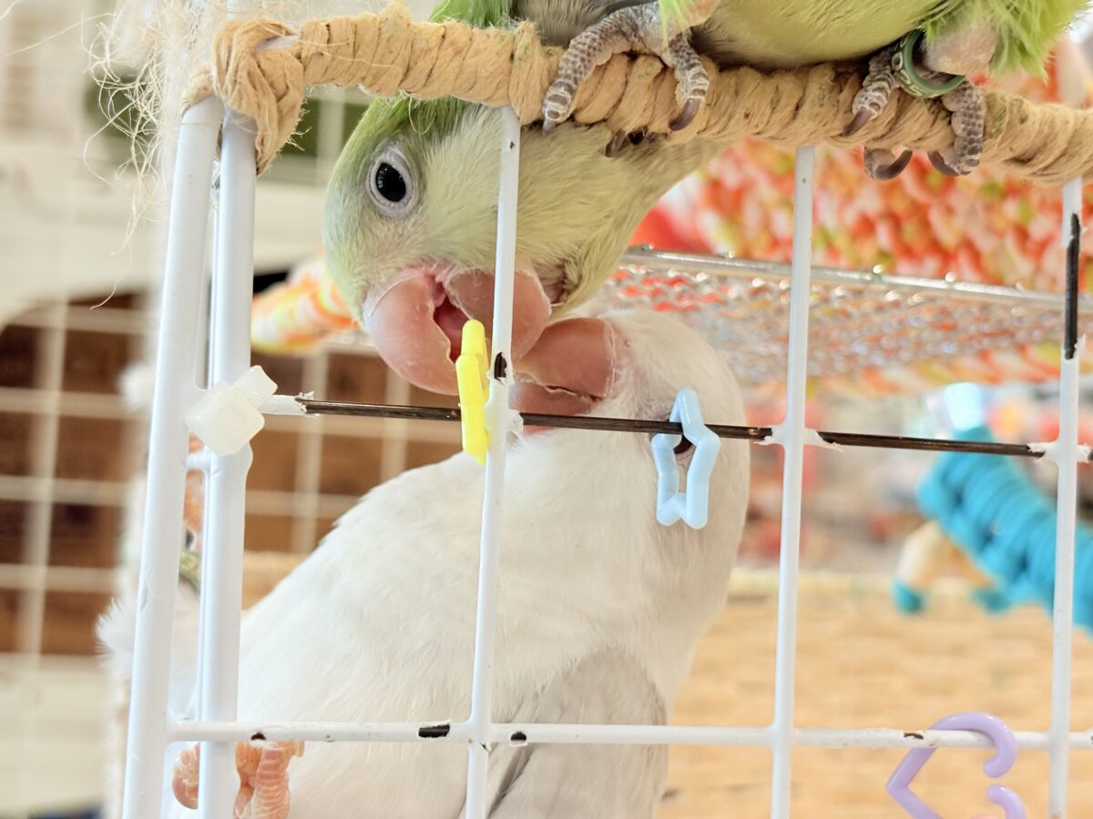 オキナインコ
