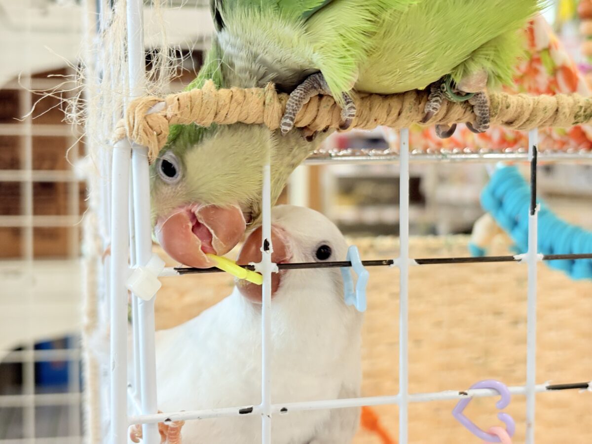 オキナインコ